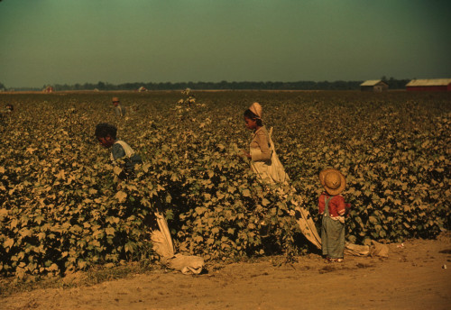 African Americans Picking Cotton As A Day Laborers On Mississippi. November 1940 Photo By Marion Post Wolcott. History - Item # VAREVCHISL009EC294